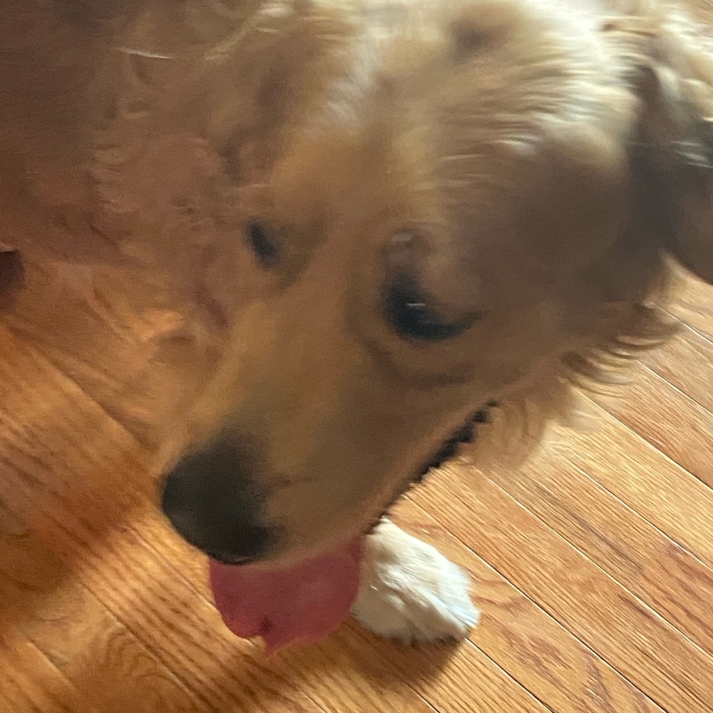 Meet your Posher, Maya
